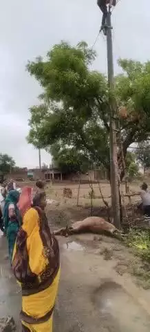 कोरांव: बंशीपुर में बिजली के खंभे में उतरे करंट की चपेट में आकर गाय की हुई मौत, पुलिस और फायर कर्मियों ने गाय को हटवाया