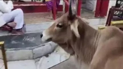 बांधवगढ़: जय स्तंभ चौक स्थित वैष्णो माता मंदिर में माता की संध्या आरती, अक्सर शामिल होती है गाय