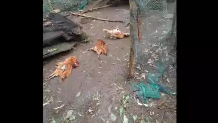 സുൽത്താൻബത്തേരി: പുൽപ്പള്ളി പറുദീസകവലയിൽ ചെന്നായക്കൂട്ടം 12 ഓളം കോഴികളെ കൊന്നു