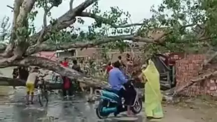 बेलसंड: भोरहा में आंधी का कहर, विशाल पेड़ गिरने से सड़क पर आवागमन बाधित