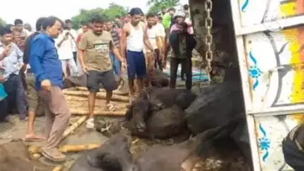 नरपतगंज: चक्रदाहा के समीप एनएच पर मवेशी लोड पिकअप पलटी, चालक हुए चोटिल