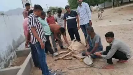 बाड़मेर: विरात्रा गौशाला का उपखंड अधिकारी ने किया अवलोकन, नस्ल सुधार के लिए नर बछड़ों का बधियाकरण किया गया