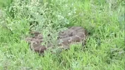 अंबड: जामखेड येथील टाटा सोनार एमसीआर ऑफिस 19 ब्लॉक जवळ आढळला महाकाय आजगर वन विभागाच्या दिला ताब्यात