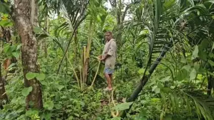 സുൽത്താൻബത്തേരി: ഇതെന്തൊരു ഗതികേട്, മരക്കടവ്, പഞ്ഞിമുക്ക് പ്രദേശങ്ങളിൽ വ്യാപക കൃഷിനാശം വരുത്തി കാട്ടാനകൾ #localissue