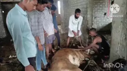 ग्राम छतौना में नंदी के पैर में अज्ञात व्यक्ति ने टांगे से किया हमला, घायल नंदी का गौ सेवा धाम में किया गया इलाज