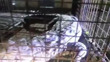 बड़वानी: फॉरेस्ट डिपार्टमेंट ने कलेक्टर कार्यालय के पास तालाब से रेस्क्यू ऑपरेशन चलाकर मगरमच्छ पकड़ा