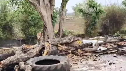 बटियागढ़: रजपुरा पुलिस थाने के सामने टूटकर गिरा पेड़, टला बड़ा हादसा