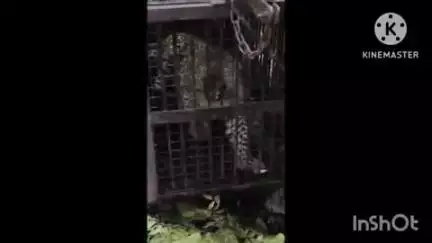 हल्द्वानी: हल्द्वानी के रानीबाग में महिला को निवाला बनाने वाले गुलदार को वन विभाग की टीम ने पकड़ा, रेस्क्यू सेंटर को भेजा