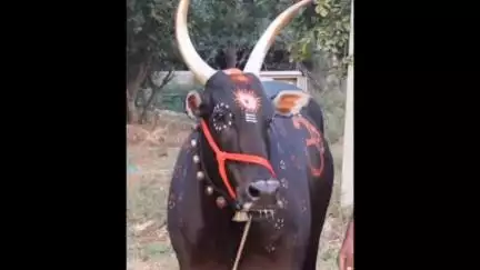 ಮೈಸೂರು: ಹುಚ್ಚುನಾಯಿ ಕಚ್ಚಿದಕ್ಕೆ ಶ್ವಾನದಂತೆ ವರ್ತಿಸಿ ಭೀತಿ ಸೃಷ್ಟಿಸಿದ ಬಸವ: ಮೇಟಗಳ್ಳಿ ಗ್ರಾಮಸ್ಥರಲ್ಲಿ ಹೆಚ್ಚಾದ ಆತಂಕ