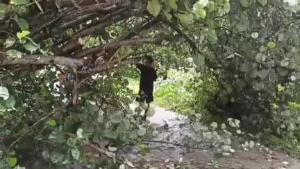 উত্তৰ লক্ষীমপুৰ: ঘূণাসূতিত পথৰ মাজত প্ৰকাণ্ড গছ পৰি ব্যাহত যাতায়াত, গছ কাটি পথ মুকলি কৰাৰ চেষ্টা স্থানীয় ৰাইজৰ