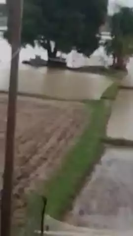 ग्राम संगेश्वर में तेज बारिश के कारण धन  की पौध नष्ट हो चुकी है