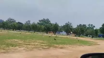 कांके: धुर्वा थाना क्षेत्र स्थित जगन्नाथ मैदान के पास भारी संख्या में गिद्धों का जमावड़ा