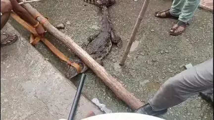 कैलारस: ग्राम लाभकरण में साढ़े चार फीट का मगरमच्छ निकलने से ग्रामीणों में दहशत, ग्रामीणों ने किया रेस्क्यू