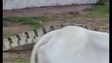ललितपुर: ग्राम दावनी स्थित नवीन पूर्व माध्यमिक विद्यालय के पास दिखा विशालकाय मगरमच्छ, ग्रामीणों ने वन विभाग को दी सूचना
