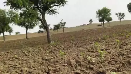 नरमा फसल खराब होने से उसमें ग्वार की जुताई की