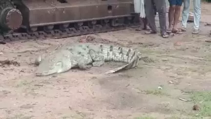 ललितपुर: जाखलौन थाना क्षेत्र में सरकारी विद्यालय के पास विशालकाय मगरमच्छ मिलने पर वन विभाग की टीम ने किया सफल रेस्क्यू