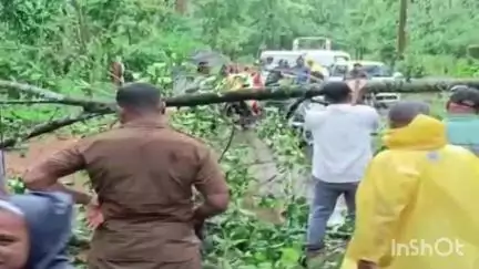सावंतवाडी: बांदा दोडामार्ग मार्गावर डेगवे येथे झाड कोसळल्‍याने वाहतूक ठप्‍प