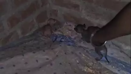हरदोई: सुरसा क्षेत्र के धुलिया फार्म में एक मकान में निकला किंग कोबरा, बिल्ली के बच्चे को डंसा