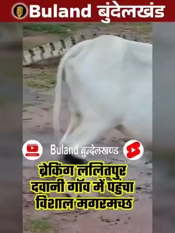 ललितपुर वायरल वीडियो बारिश के कारण मगरमच्छ घुसा गांव में