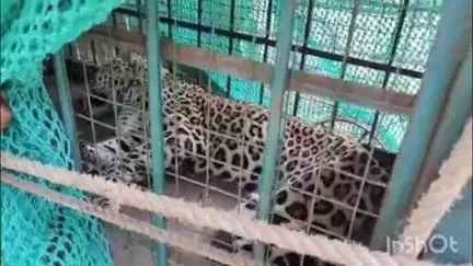 सिरोही: वाण गांव में पैंथर के मूवमेंट से जुड़ी खबर, वन विभाग ने किया रेस्क्यू, कमजोर और भूखा होने से पैंथर की हुई मौत