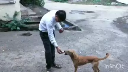 बुदनी: कुत्तों को खाना-पानी देने वालों को नगर परिषद का नोटिस, कुत्तों को जंगल में छोड़ने को कहा, नहीं तो होगी कार्रवाई