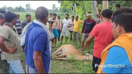 पटियाली: सिढपुरा कस्बा के जंगल से हिंसक नीलगाय को पकड़कर ग्रामीणों ने वन विभाग को किया सुपुर्द