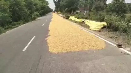 बांगरमऊ: आगरा-लखनऊ एक्सप्रेसवे की सर्विस लेन पर किसान सुखा रहे मक्का, राहगीरों को हो रही परेशानी, बढ़ा दुर्घटना का खतरा