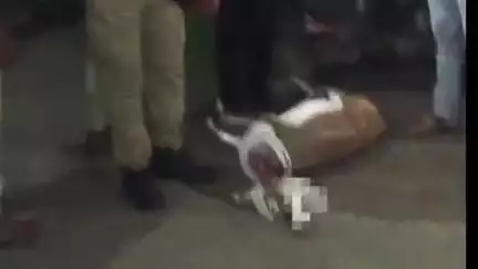 गुलाना: गिराना-केवड़ाखेड़ी जंगल में काले हिरण का शिकार, इलाके में तलाशी जारी, शिकारी ढूंढने के लिए फुटेज खंगाले जा रहे
