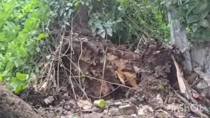 বর্ধমান ২: হুড়মুড়িয়ে বাড়ির মধ্যেই উল্টে গেল প্রকান্ড গাছ, বরাত জোরে প্রাণে বাঁচলো দুই মহিলা