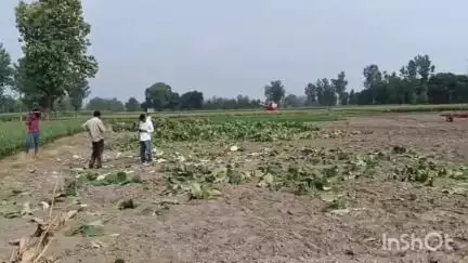 गढ़मुक्तेश्वर: गांव जखेड़ा में ग्रामीणों ने खेतों पर खड़े 36 सांगवान हरे-भरे पेड़ों को काटा, वन कर्मियों से की अभद्रता