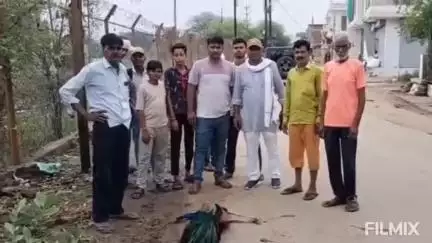 मुरैना: महाराजपुर रोड पर PG कॉलेज के समीप करंट की चपेट में आकर राष्ट्रीय पक्षी मोर की हुई मौत, वन विभाग की लापरवाही आई सामने