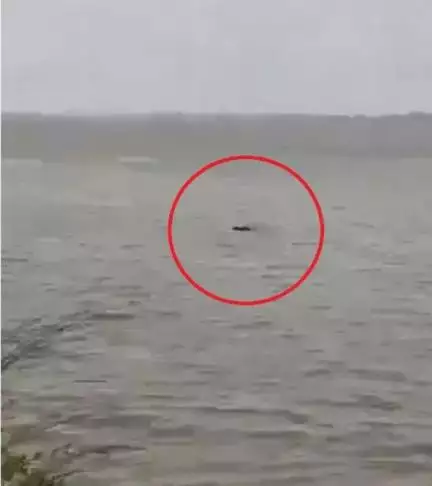 यूपी के गोंडा में घाघरा नदी के किनारे भैंस नहला रहे बच्चे को मगरमच्छ ने नदी में खींचा, वीडियो आया सामने
