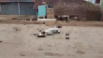 विजयराघवगढ़: ग्राम सिनगौडी में अज्ञात वाहन की चपेट में आकर दो मवेशियों की हुई मौत