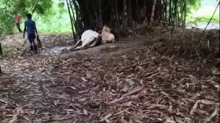 सिलाव: सिलाव प्रखंड के समशेरा गांव में वज्रपात से 2 मवेशियों की मौत