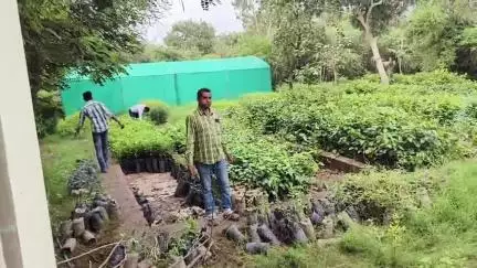 बेगुं: राज्य सरकार द्वारा चलाए गए एक पौधा मां के नाम अभियान के तहत बेगू वन विभाग ने पौध वितरण का कार्य किया शुरू