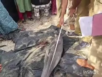 അമ്പലപ്പുഴ: പുന്നപ്ര ചള്ളി ഫിഷ് ലാൻഡിൽ ഡോൾഫിൻ അടിഞ്ഞു