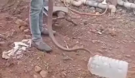 मोहखेड़: मोहखेड़ में किसान के खेत में विशाल धामन सांप देखने से हड़कंप, सर्प मित्र ने किया रेस्क्यू