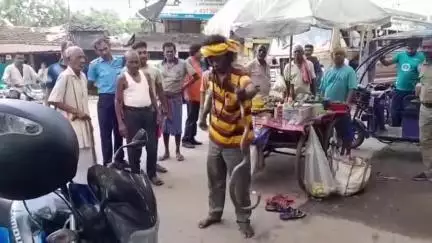 হাঁসখালি: হাঁসখালীর ডহর বইচা গ্রামের এক গৃহস্থের বাড়ী থেকে একটি বিষধর গোখরো সাপ উদ্ধার