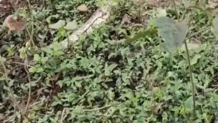 महमूदाबाद: सरैया से बीसवां जाने वाले मार्ग पर अज्ञात वाहन की चपेट में आने से अजगर की मौत, वन विभाग ने किया अंतिम संस्कार