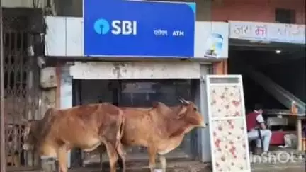 विजयपुर: SBI ATM बना सांडों का अड्डा, लोगों में डर का माहौल