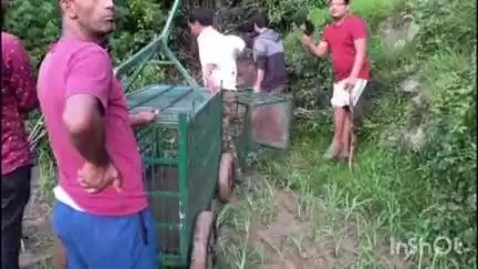 अल्मोड़ा: माल गांव में गुलदार के हमले से दहशत, ग्रामीणों की मांग पर वन विभाग ने गांव में लगाया पिंजरा