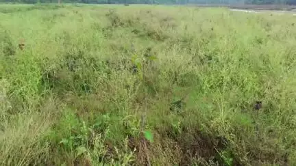 प्रतापपुर: सिंदुरिया में मूसलाधार बारिश ने मचाया कोहराम #jansamasya