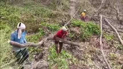 महाराजगंज: पहाड़पुर में नाले पर पुल का निर्माण न होने से किसान बरसात से पहले लकड़ी का पुल बनाने की तैयारी कर रहे हैं