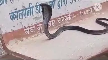डीडवाना: जिला कलेक्टर कार्यालय में आया 6 फीट लंबा कोबरा सांप, मची अफरा-तफरी, श्याम द्वारा स्नेक कैचर ने किया रेस्क्यू