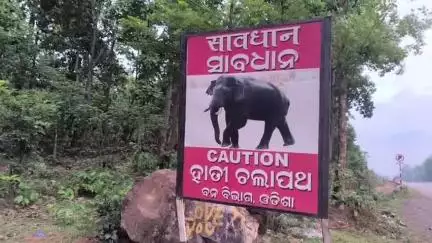 ତେଲକୋଇ: ଗୋଳାଗାଢିଆ ଗାଁ ଜଙ୍ଗଲ ଅଞ୍ଚଳରେ ଗୋଠଛଡ଼ା ଦନ୍ତା , ନଜର ରଖିଛି ତେଲକୋଇ ବନବିଭାଗ