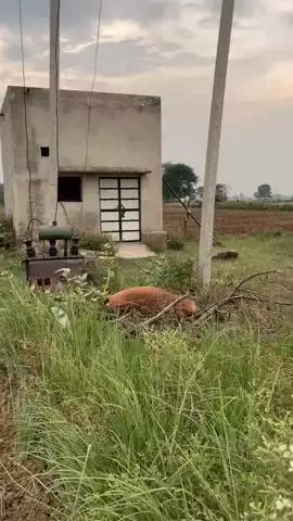 नदबई: नदबई क्षेत्र के ग्रामीण अंचल में दो अलग-अलग घटनाओं में एक गाय की दर्दनाक मौत, एक बैल गंभीर रूप से घायल