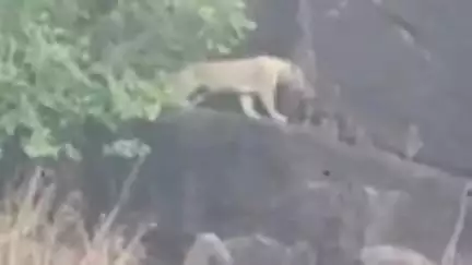 रायसेन: दीवानगंज रेलवे स्टेशन के पास भदभदा की पहाड़ी पर दिखा तेंदुआ, वीडियो हुआ वायरल