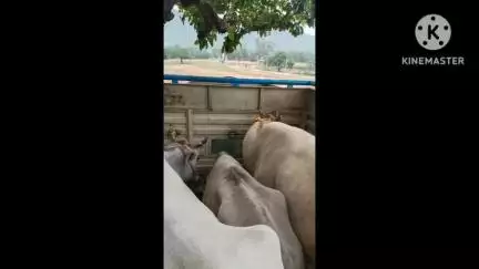 बरकट्ठा: गोरहर थाना पुलिस ने मवेशियों से लदी एक वैन पकड़ी, दो गिरफ्तार कर जेल भेजा