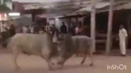 नानपारा: बाबाकुटी चौराहे पर दो साड़ों की लड़ाई से मची अफरा-तफरी, टूटी दुकानें और यातायात रहा बाधित