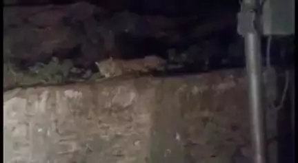 पौड़ी: पौड़ी के कंडोलिया क्षेत्र में दिखा गुलदार, सोशल मीडिया पर वीडियो हुआ वायरल